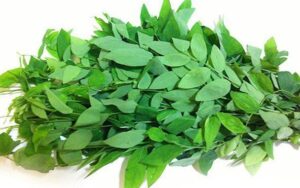 Rau Ngót Giàu Sắt