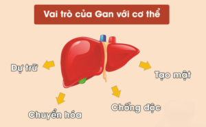 Chức năng chính của gan