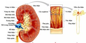 Chức năng chính của thận