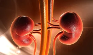 Vai trò của gan thận trong cơ thể