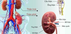 Giải độc gan thận tự nhiên