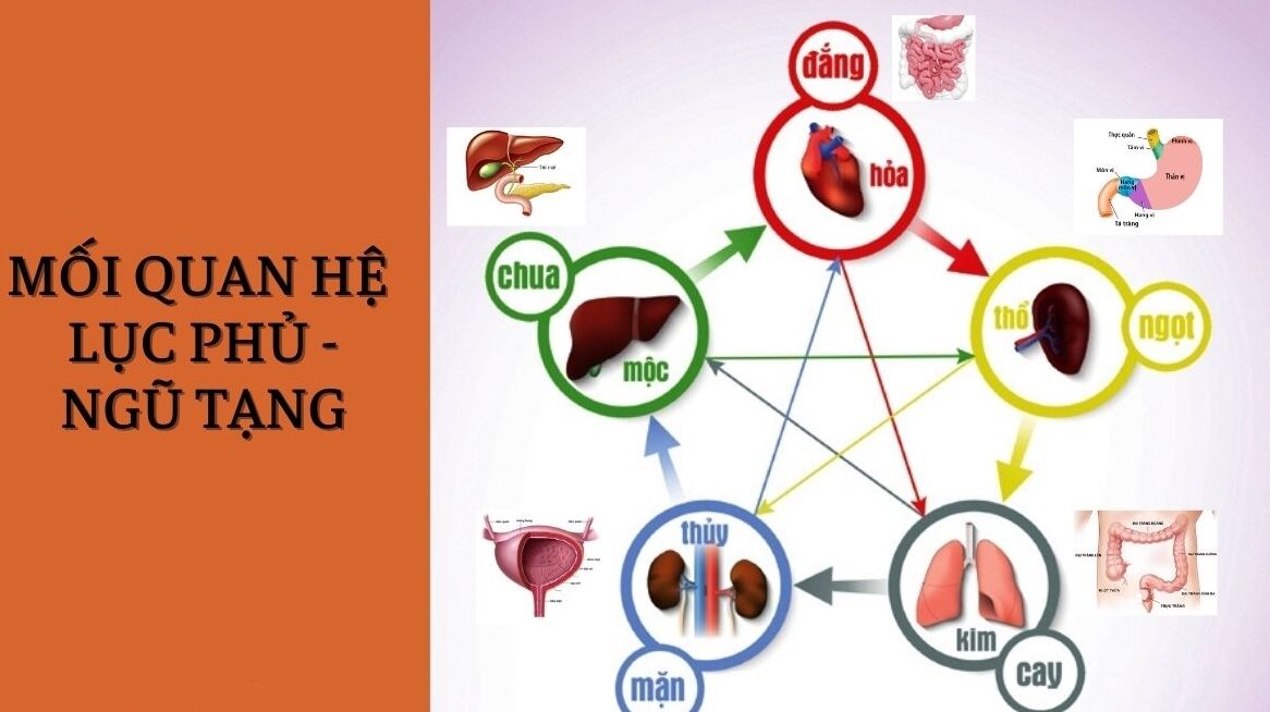 Mối liên hệ gan và thận trong đông y